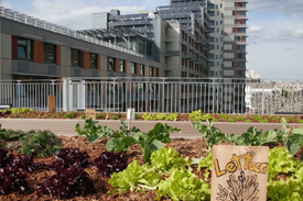 photo of vegetable garden at The South Bronx's Via Verde